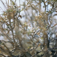 brittle-bush