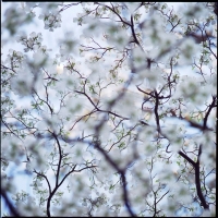 dogwood-flowering-branches
