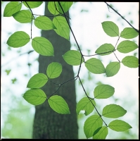 dogwood-leaves-rain-woods-1