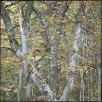 elder-chestnut-oak