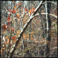 fall-woods-at-pine-mtn-2