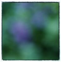 front-yard-violet