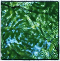 pecan-leaves-1