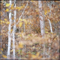 pine-mtn-nov-woods-2011