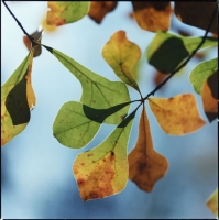 water-oak-leaves