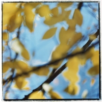yellow-leaves-on-mclendon