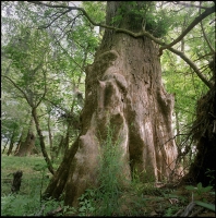 ocmulgee-cypress