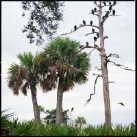 vulture-tree